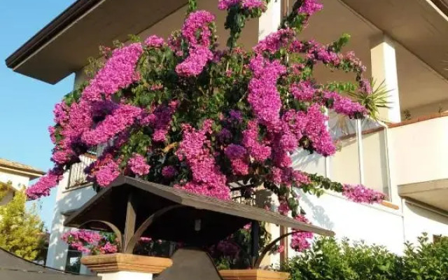 La Bouganville di Sante e Rosa