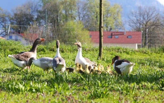 Zaißlhäusl Hof Ferienwohnungen