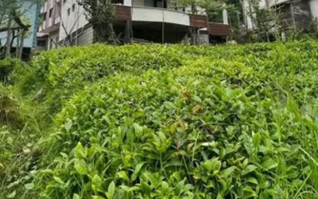 Serona Bungalow