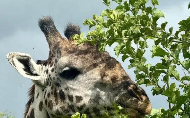 Moyoni Africa Lodge & Tours