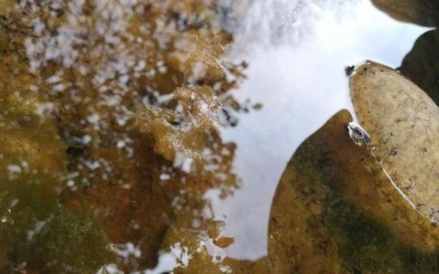 Suiton Plus By Paxton Linzhi