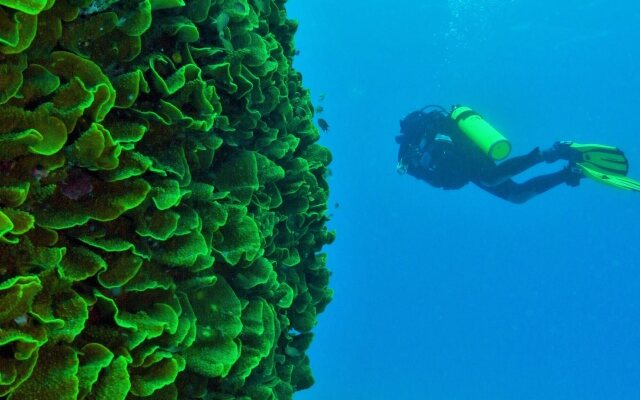 Mai Dive Astrolabe Reef Resort