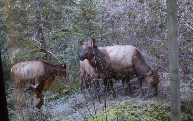 The Perch at Moon Dance
