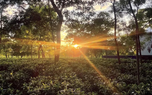 The Postcard in the Durrung Tea Estate