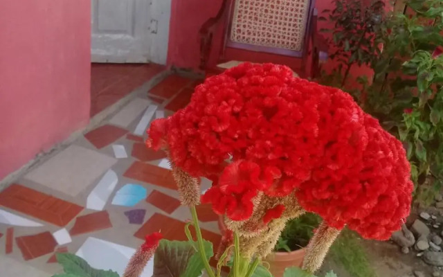 Guest House Nena