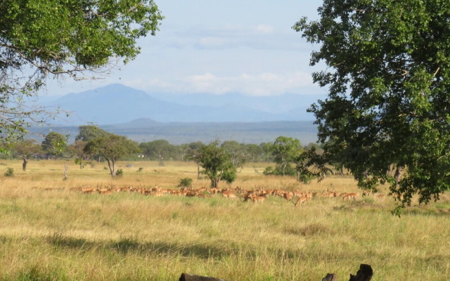 Mikumi Wildlife Camp
