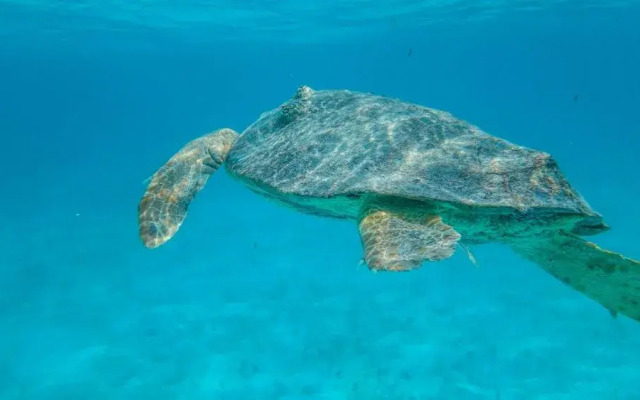 Ranguana Caye Cabanas