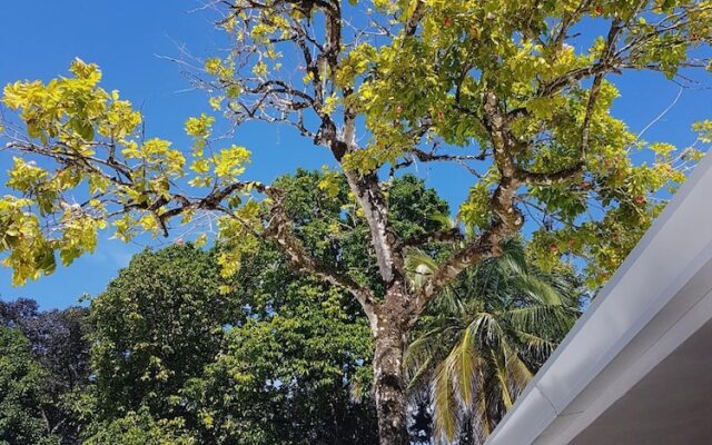 Cahuita Inn