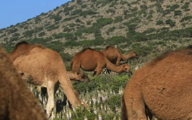 SaltSkin Surf House - Adults Only