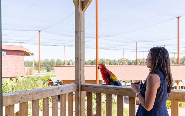 Les Lodges - Parrot World