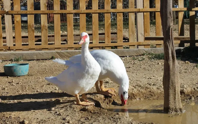 Casa Rural L´America