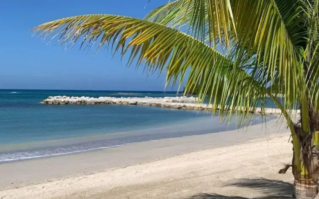 Palm BlossomJA Beach