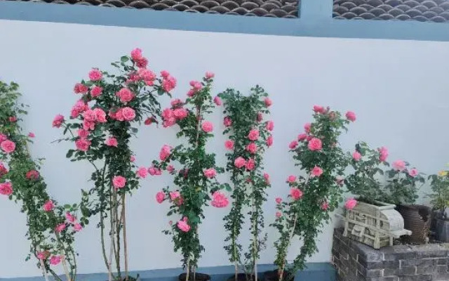 Tianjin Wuyue Xiangyu Boutique Homestay