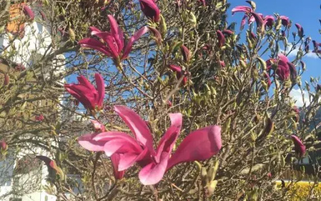 Haus Magnolia