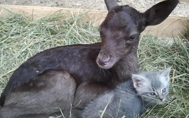 Tourist Farm Arbajter