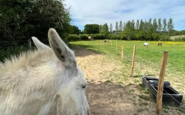 Neddys Rest Luxury Horsebox Stay