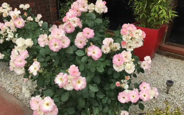 Econo Lodge Statesman Ararat