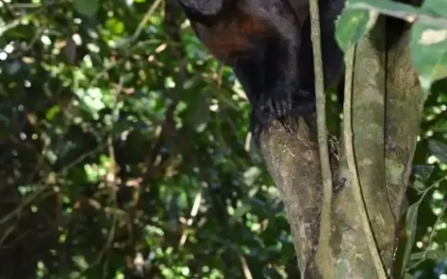 Wimba Jungle Lodge