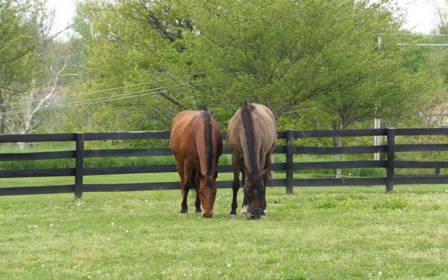 Bluegrass Country Estate