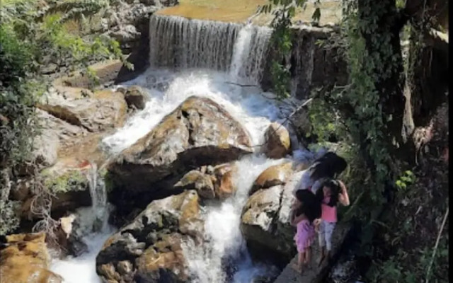 Hostel Abodes Trees of Heaven