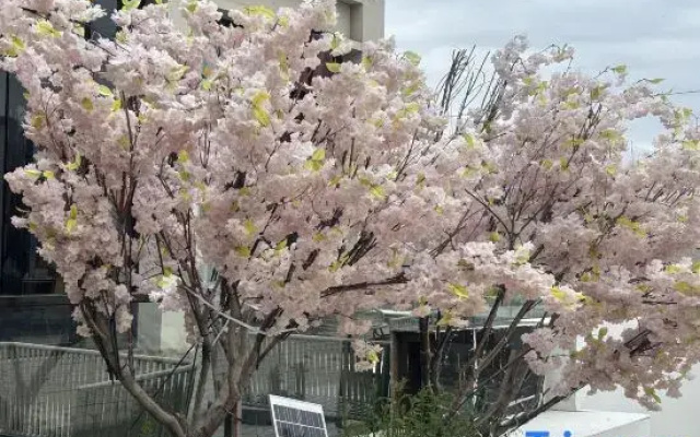 Hongyuan Qingfeng Yashe Homestay