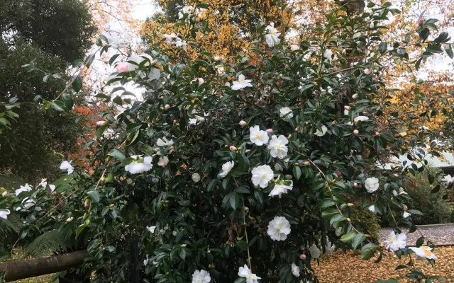 Goldberry