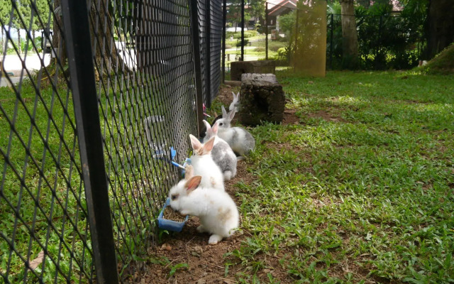 Rabbiz Hill Resort