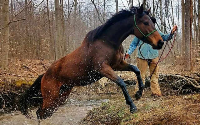 Tentrr - Arrowhead Farm Stables