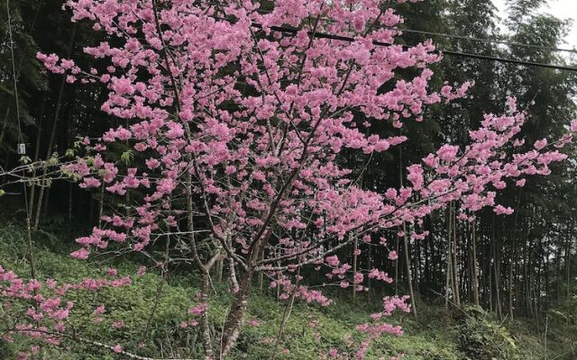 Zhu Yuan Homestay