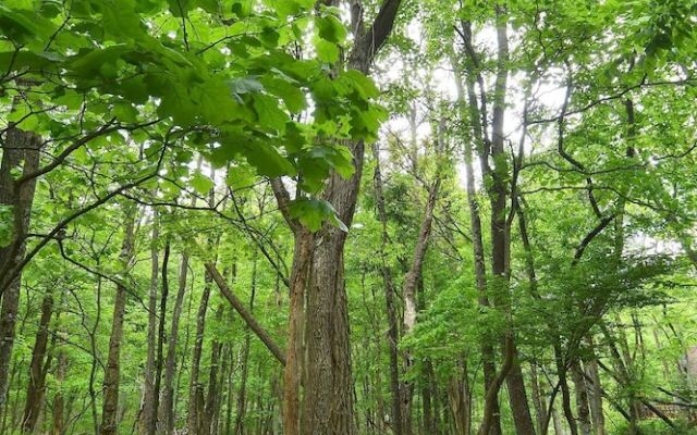 Woods Song - Natures Promise