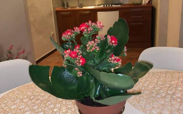 Studio in Firenze, With Wonderful City View and Wifi