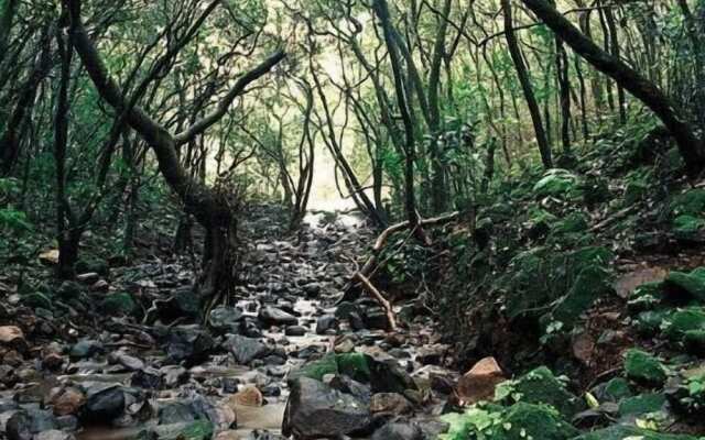 Monsoon Forest