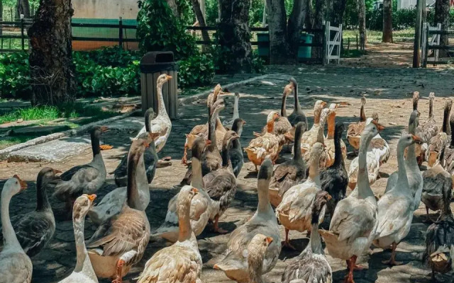 Village dos Pássaros