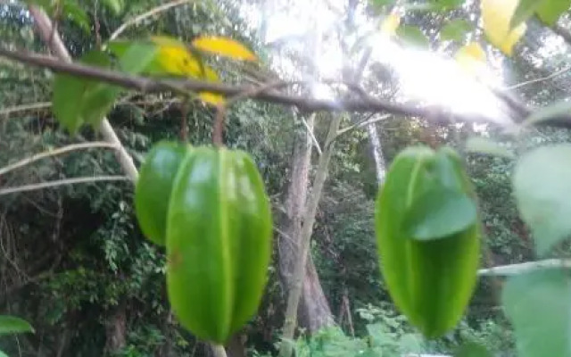 Vrindavan Sangeeth Farms