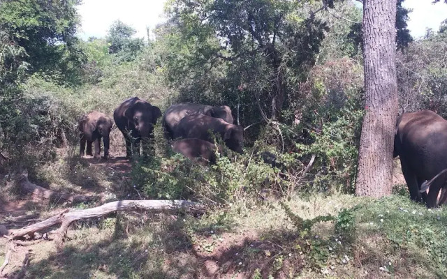 Yala Big Game Drive with Heina Eco Team