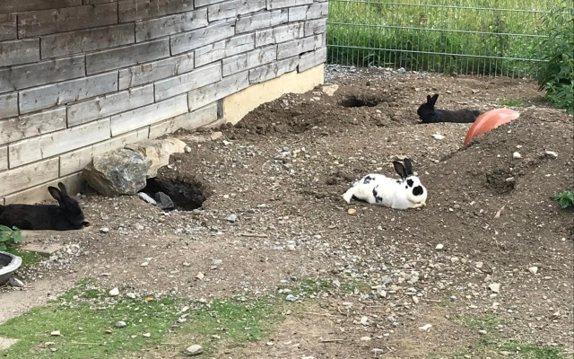 Pony-Ziegen-Hasen-Ranch Bichlbach