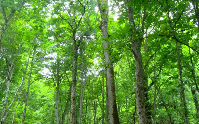 Oyasukyo Onsen Yunoyado Motoyukurabu