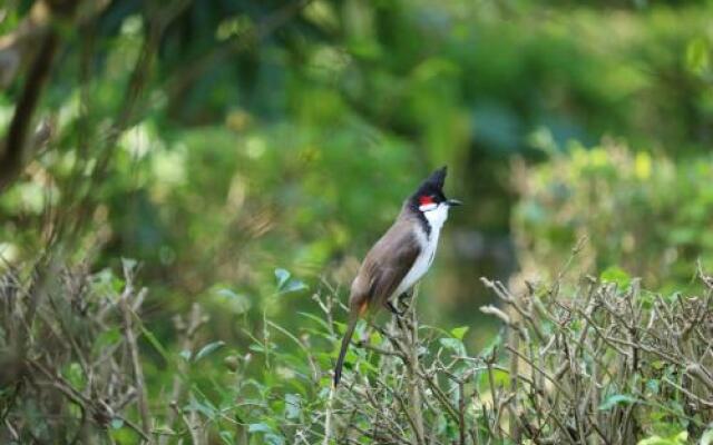 Bardia jungle resort