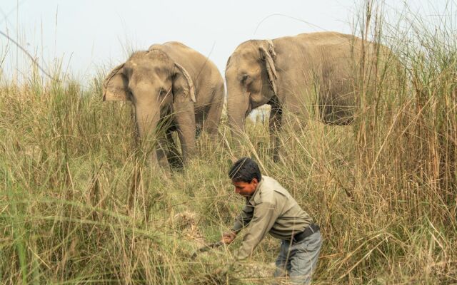 Tiger Tops Tharu Lodge