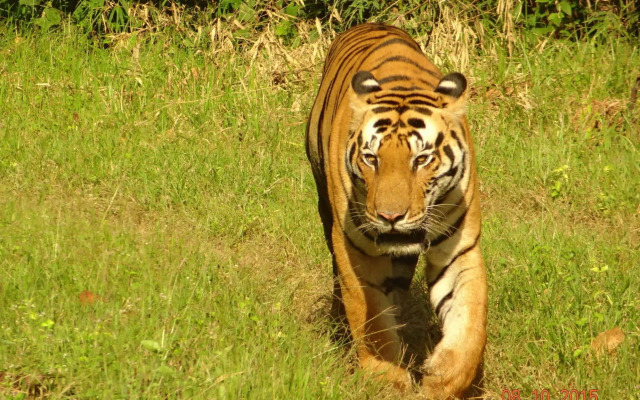 Windsor Tiger Resort
