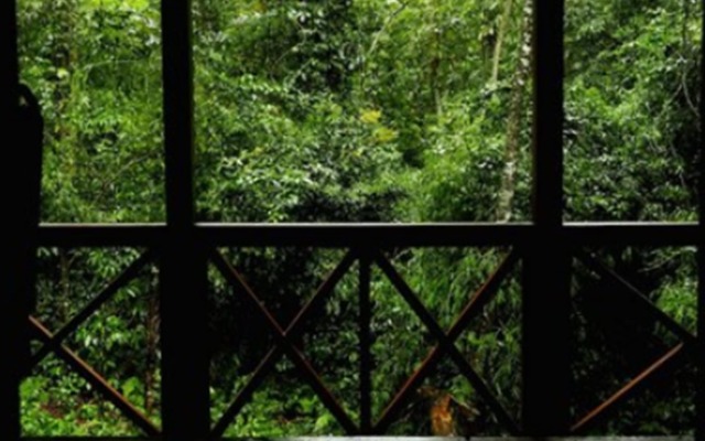 Selva de Laurel