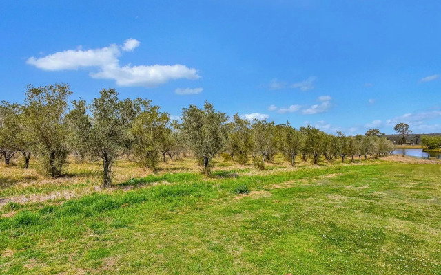 Olives and Vines at Majors Lane