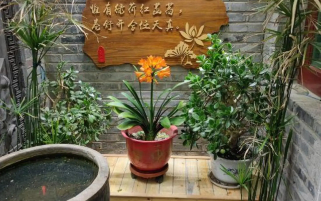 Shao's Courtyard Hostel