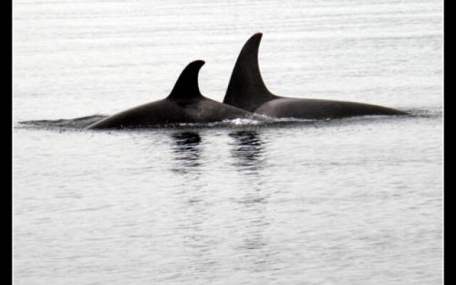 Orca House Bed and Breakfast