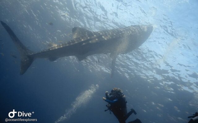 Oceanlife Explorers
