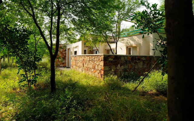 Trees N Tiger Sariska