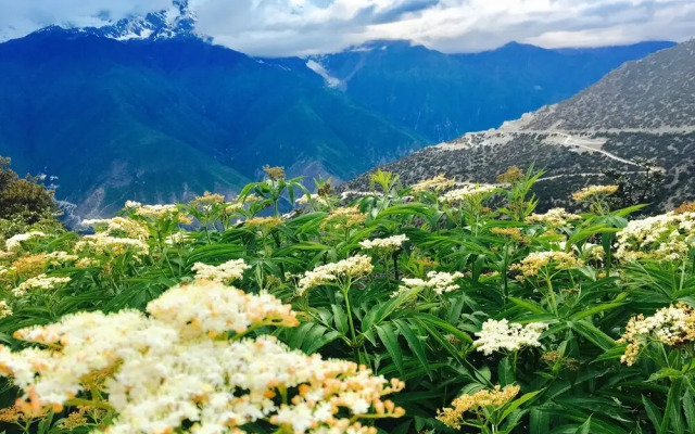 Meri Snow Mountain Travellingwithhotel