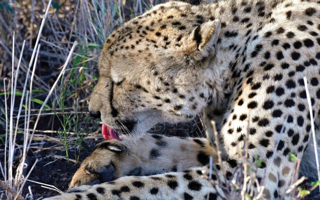 Madikwe River Lodge