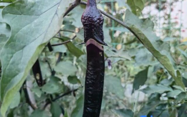 Shanghai COZY-Kushi Countryside Resort Homestay