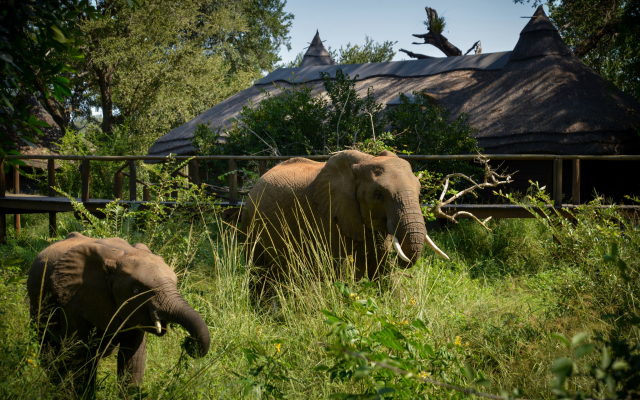 Lion Sands Ivory Lodge